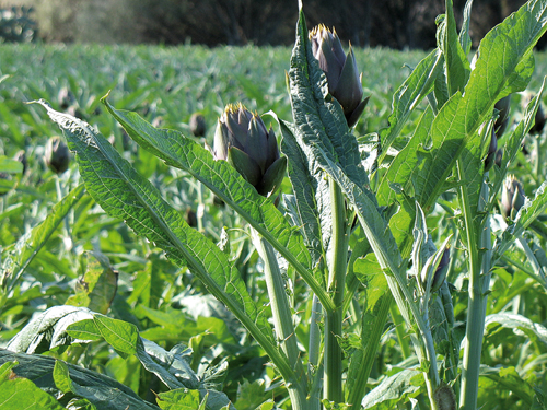 Masainas-carciofi