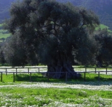 Villamassargia in fiore 2019